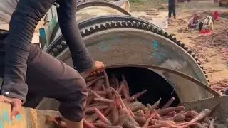 गाजर की खेती #farming #modernfarmingtechniques #carrot #agriculture  #hitechsadhu
