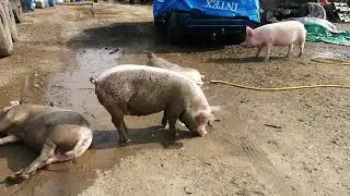 Свиньи купаются. Дёшево утеплили потолок в свинарнике.