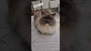 Где справедливость? 