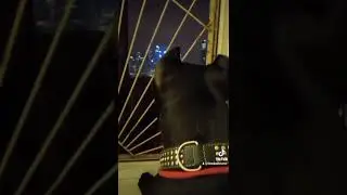 Лучшая погода для прогулок кане корсо. Торин из Форцабелло