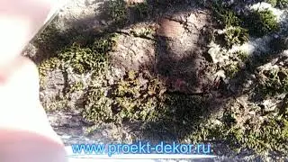 Снятие мха с ветки яблони