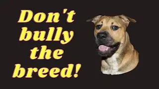 Don't Bully The Breed - Pitbull Dogs