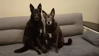 Миллион на собачках!!!