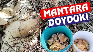 Kanlıca (Melki) Mantarı Avı | Çıntar Avı | Melki Avı | Sezonun Son Mantarları