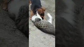 Я ТЕБЯ  ЗАБОДАЮ.