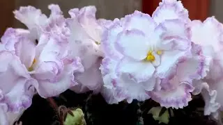Малышка ФИАЛКА ЛЕ - ОЛИВИЯ в ударе 😍 - великолепное ПЕРВОЕ ЦВЕТЕНИЕ! //