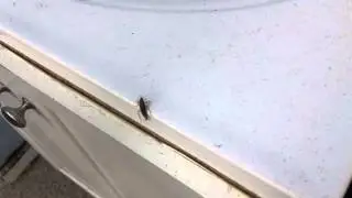 roach vs 70% isopropyl alcohol