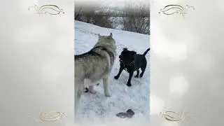 ХАСКИ. Хаски АНАБЕЛЬ и стафордширский терьер ХАТИКО, дружим и обучаемся