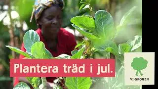 Metrine Wanjala planterar träd för klimatet.