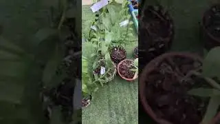 Sau mấy ngày bận việc ngày mai e sẽ quay trở lại để tiếp tục chia sẻ những giò phú thọ siêu phẩm rẻ