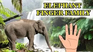 Finger Family Rhymes for Children Elephant Cartoons