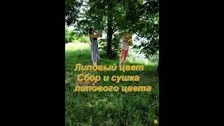 Липовый цвет   Сбор и сушка липового цвета