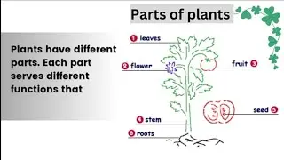different parts of plants and their functions