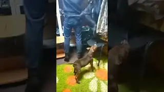 ПРОДАЕТСЯ КРАСОТКАОТ 🏆ЧЕМПИОНА🏆 🐊АЛЛИГАТОРА🐊,