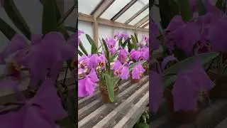 My Father's Cattleya Mossiae