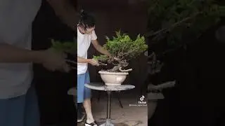 Perawatan bonsai