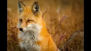 🎵 Blue Bird / Naruto [No Copyright Music]