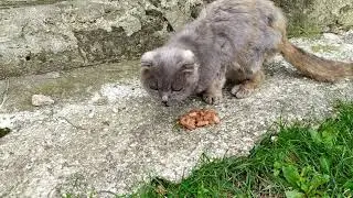 Спасение вислоухой кошки 😿😢