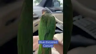 Potty Training My Conure! | 💩 #parrot_bliss #bird