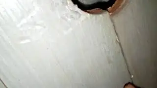 Кот ест кетчуп