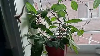 Hoya carnosa blooming again