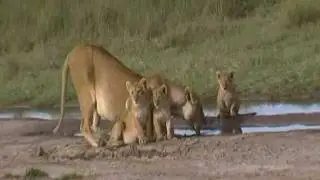Lion with four cubs - Serengeti - Tanzania