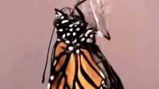 Monarch Emerges from a Chrysalis