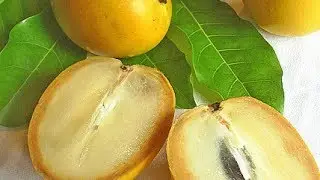 Guyane-Brésil : Fruits-Poissons-Animaux
