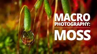 Macro MOSS with water droplets! | Macro Photography Tutorial