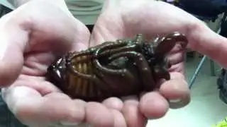 Alien life form - found in young boy's ear