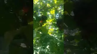 #rize