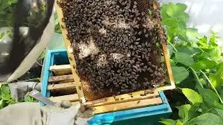 Готовим отводки к зимовке на воле, в Сибири #bee #beekeeping #beekeeper