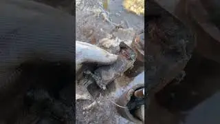 Замена гильз переднего моста мтз82 