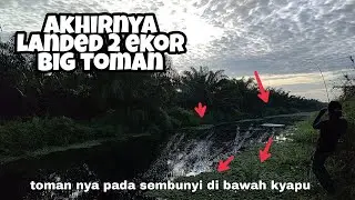 DIBAWAH KYAPU INI TERNYATA SARANG TOMAN || CASTING TOMAN AIR HITAM DI PAGI HARI!!