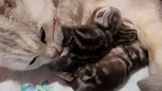 Котята 3 дня от рождения.