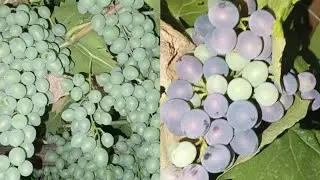 Переезд из Сибири на Юг/ у мамы деменция/перелом шейки бедра и межпозвоночная грыжа/ виноград/