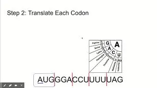Reading a Codon Wheel