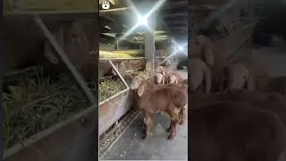 томоша хавас килганлар учун