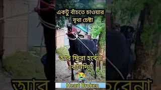 চোখের পানি ধরে রাখতে পারলামনা😭২০২৩| আর ফিরা হবেনা গোয়ালে #shorts #trending #viralvideo