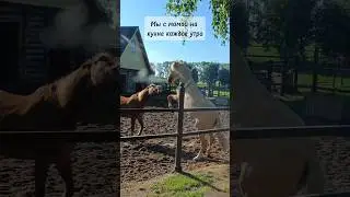 Кобылки в 8 утра🌾 ТГ: Семейка Yulchiik💋 #тренд #horse #конныйспорт #конник #лошади #лошадь #конь
