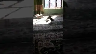Кабк чанг гарм