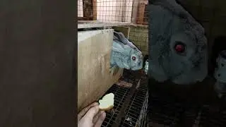 Маточник осматривать не дам! 