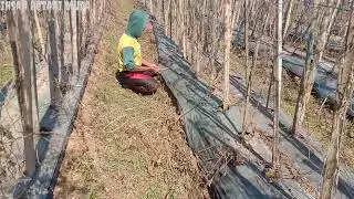 Plastik Mulsa Kuat 2 Tahun Pemakean Plastik Mulsa Dgw Review 1 Tahun Pemakean