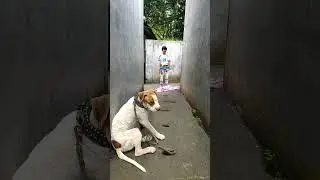 VIDEO MENTAHAN TEST IQ CARLO