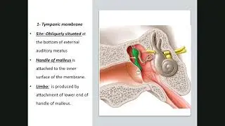Ear (ENT 2)