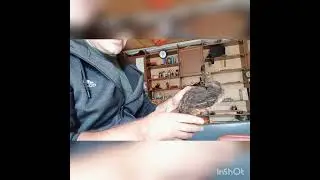 Берëзовая Чага -