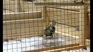 Банный день в ЧыпЧык Парке