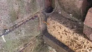 Eratigena atrica feeding.