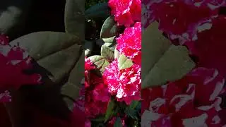Rhododendron