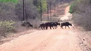 My father's buffalo adventure. TEASER.